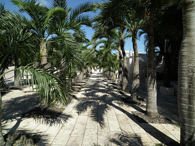 loc-Palm-lined-walkway-in-Mid-Beach-of-Miami-Beach-Florida-a-bony-finger-like-ba.jpg