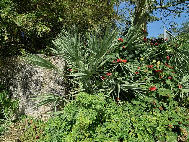 loc-View-of-the-lush-Miami-Beach-Botanical-Gardens-in-the-Mid-Beach-section-Miam.jpg