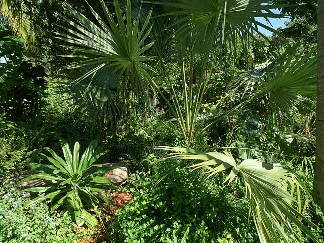 loc-View-of-the-lush-Miami-Beach-Botanical-Gardens-in-the-Mid-Beach-section-of-M.jpg