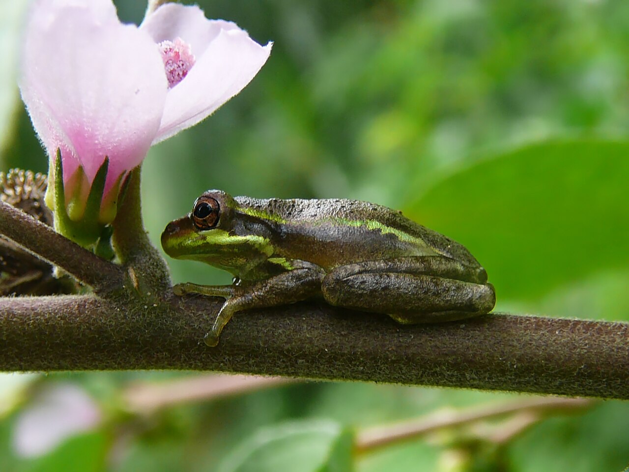 Tree_frog_Fern_Forest.jpg