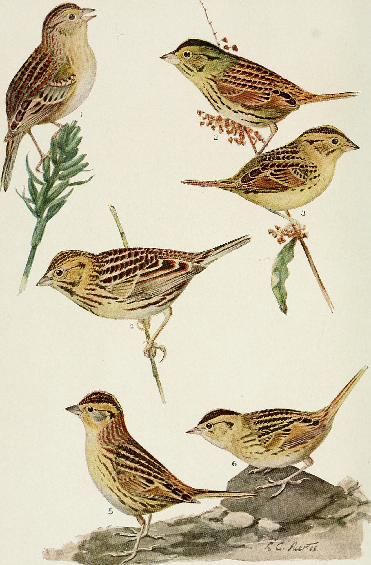 Bird-lore__1910___14732380936_.jpg