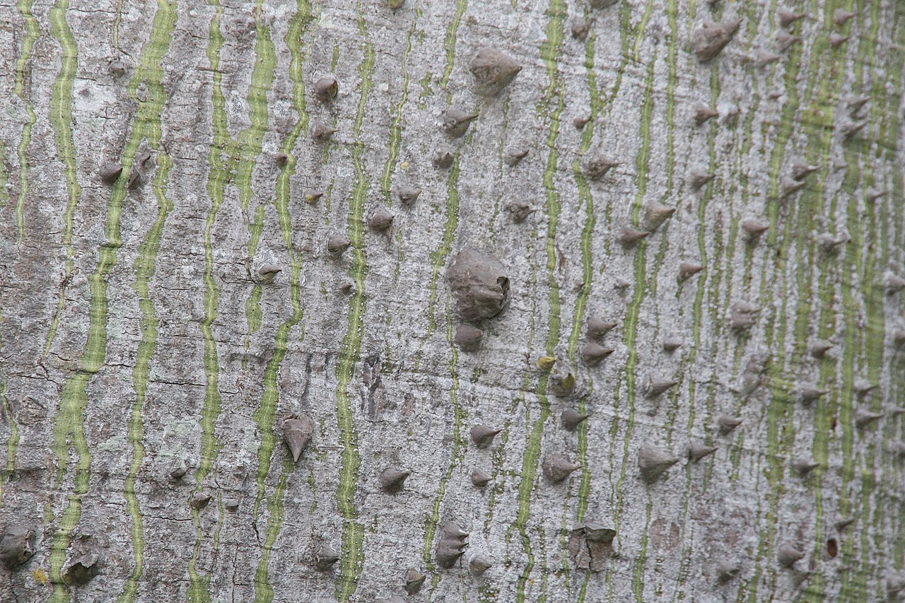 Ceiba_speciosa_1zz.jpg