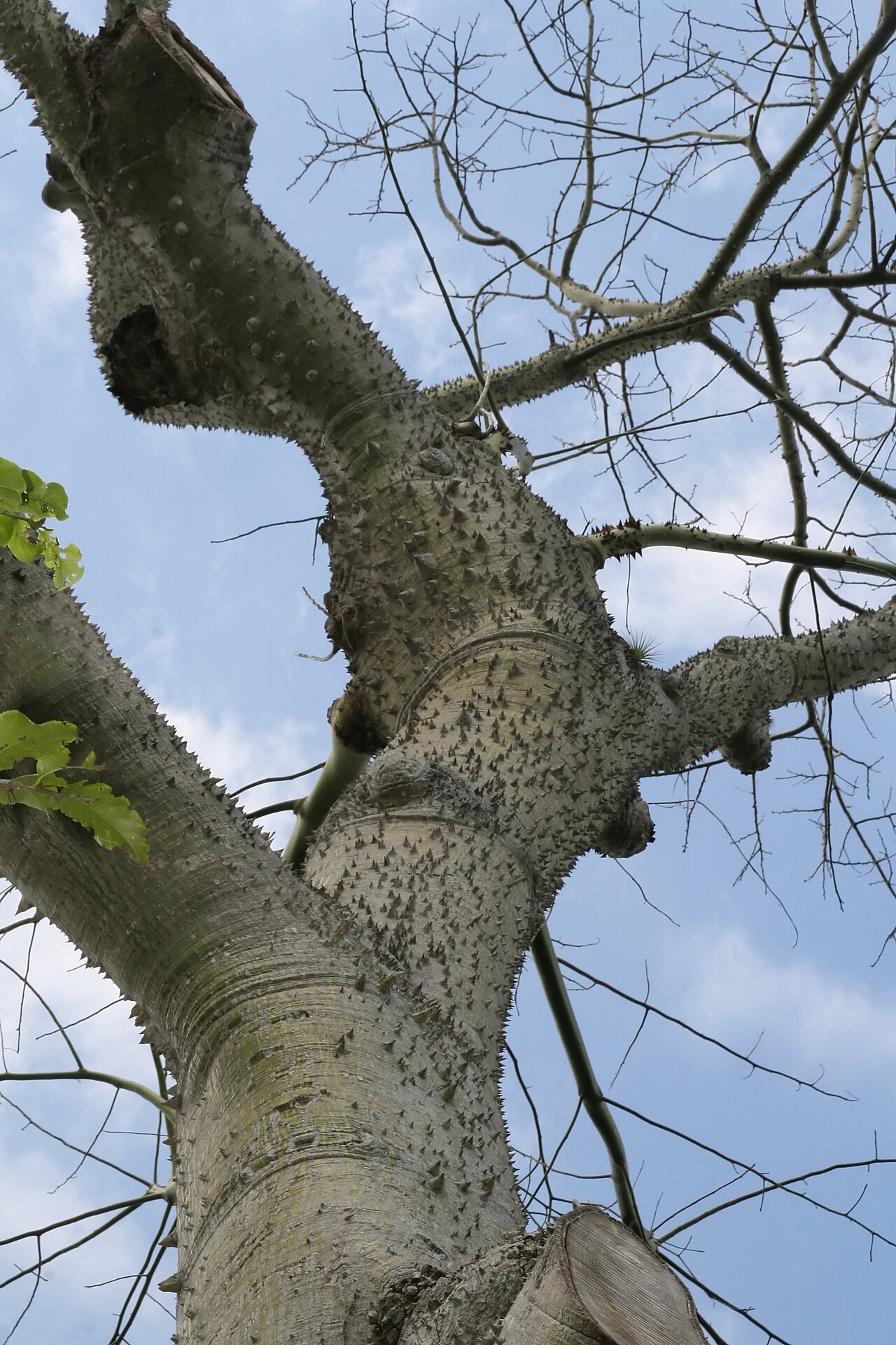 Ceiba_speciosa_3zz.jpg