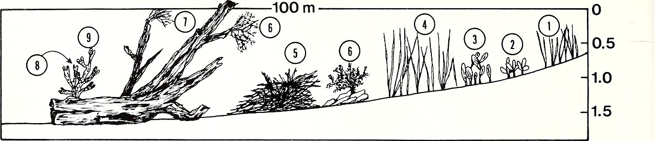 American_malacological_bulletin__1987___17970394709_.jpg