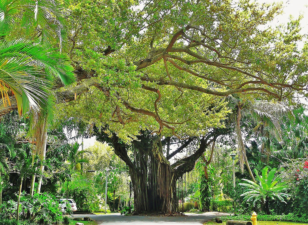 Coconut_Grove_Street_20100321.jpg