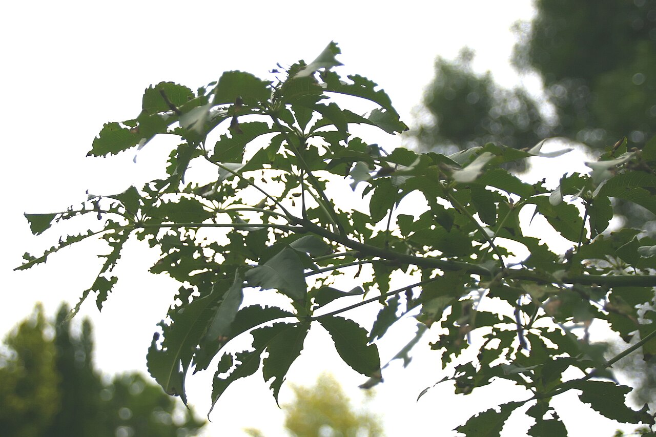 Chorisia_speciosa_20zz.jpg