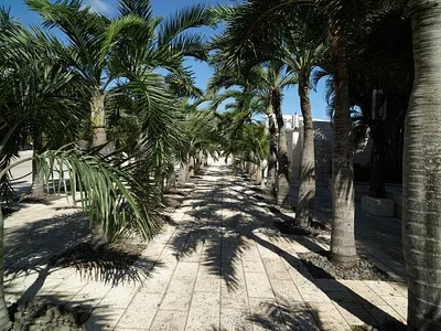 loc-Palm-lined-walkway-in-Mid-Beach-of-Miami-Beach-Florida-a-bony-finger-like-ba.jpg