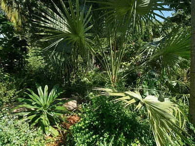 loc-View-of-the-lush-Miami-Beach-Botanical-Gardens-in-the-Mid-Beach-section-of-M.jpg