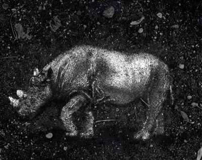 ia-Vik-Muniz-1961-Fosil-Rinoceronte.jpg.jpg