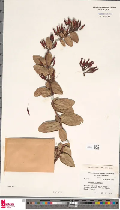 Macleania_insignis_M.Martens___Galeotti