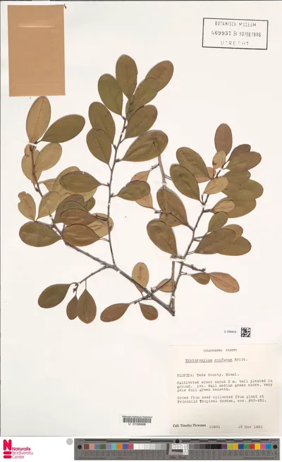 Erythroxylum_confusum_Britton