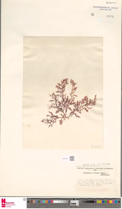 Laurencia_obtusa__Huds.__J.V.Lamouroux