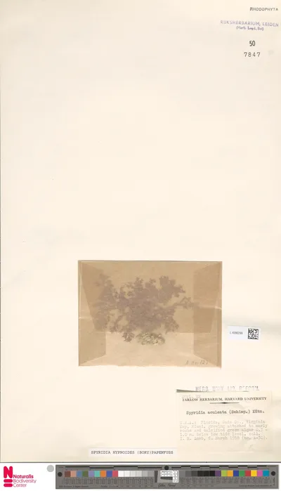 Spyridia_hypnoides__Bory__Papenf.