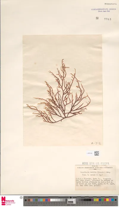 Gracilaria_debilis__Forssk.__B_rgesen