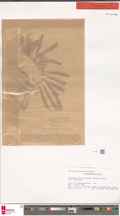 Caulerpa_sertularioides_f._longiseta__Bory__Sved.