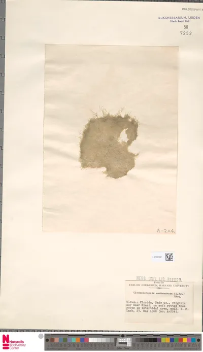 Cladophoropsis_membranacea__C.Agardh__B_rgesen