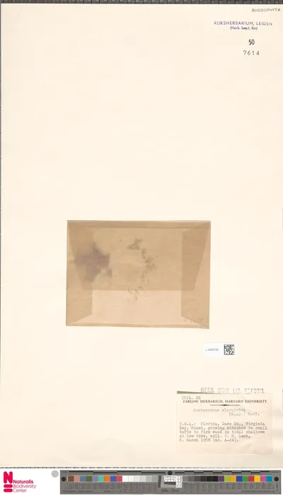 Centroceras_clavulatum__C.Agardh__Mont.