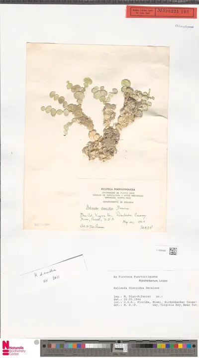 Halimeda_discoidea_Decne.