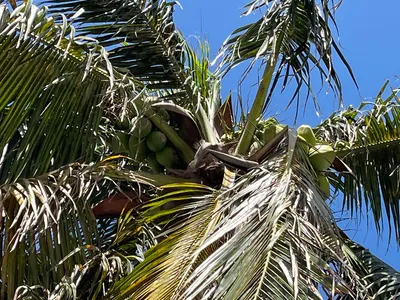 Lummus_Park_Beach__3