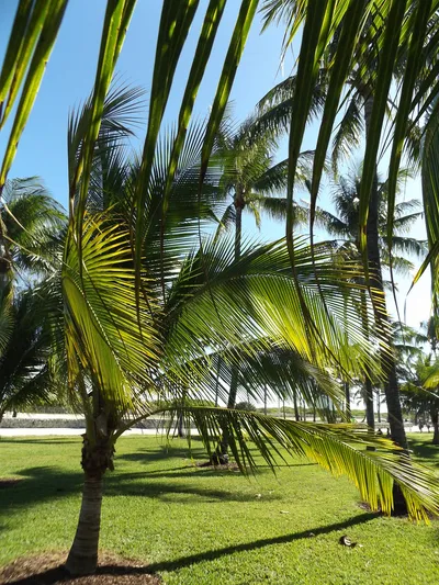 Palm_Trees_in_Lummus_Park__Miami_Beach__Florida__United_States__25_December_2019