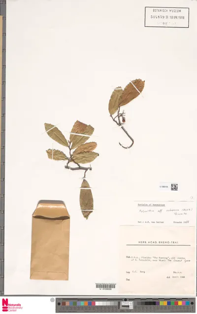 Polyalthia_suberosa__Roxb.__Thwaites