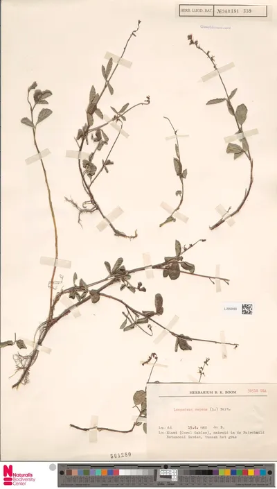 Lespedeza_repens__L.__Barton