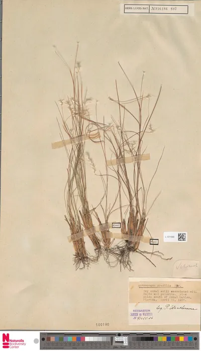 Andropogon_gracilis_Spreng.