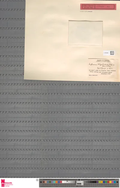 Scytonema_tolypothrichoides_K_tz.