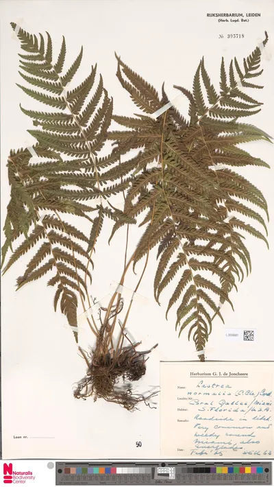 Lastrea_normalis__C.Chr.__Copel.