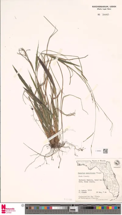 Paspalum_caespitosum_Fl_gg_