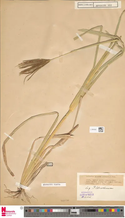 Eustachys_glauca_Chapm.