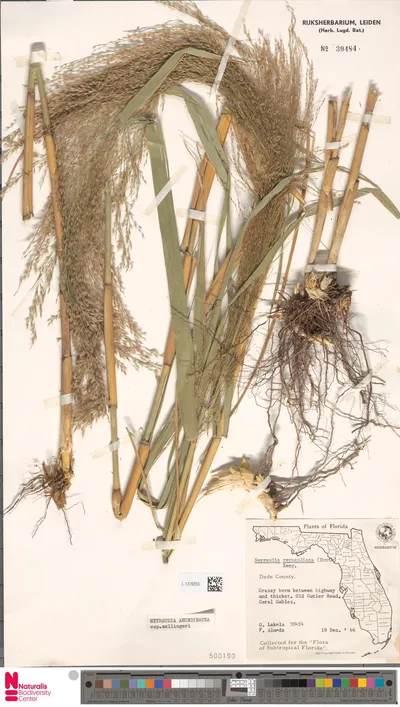 Neyraudia_arundinacea_subsp._zollingeri__Buse__Steud.