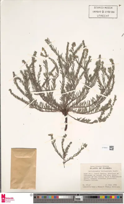 Heliotropium_horizontale_Small