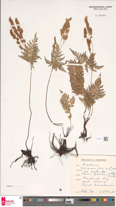 Anemia_adiantifolia__L.__Sw.