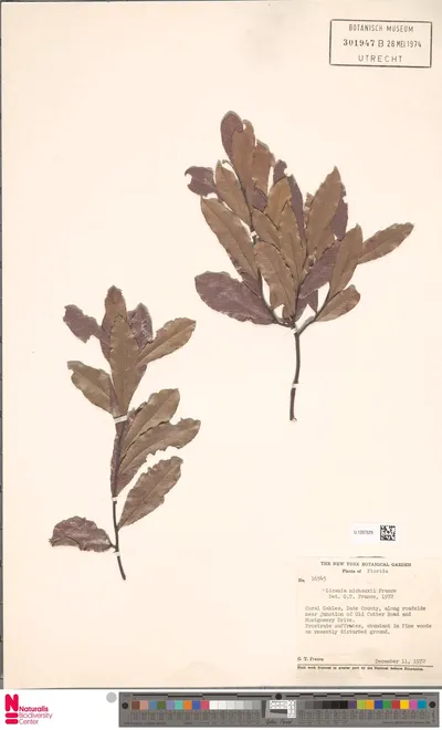 Licania_michauxii_Prance