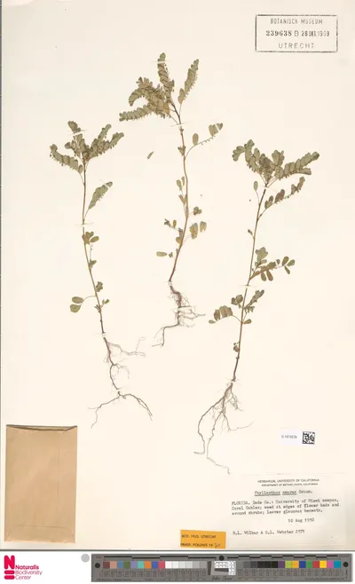 Phyllanthus_amarus_Schumach.___Thonn.