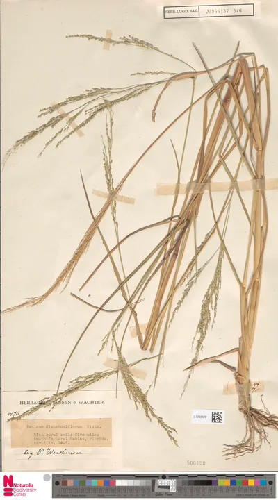 Panicum_dichotomiflorum_Michx.
