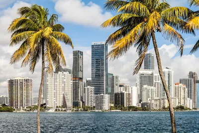 Downtown_Miami_Florida_Skyline_and_Palm_Trees_Picture