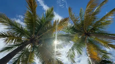 Under_the_Palms