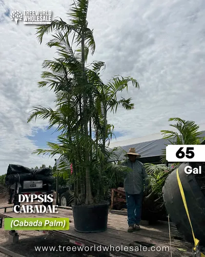 Dypsis_Cabadae_-_Cabada_Palm_-_65_gal_-_Flickr_April_16-39