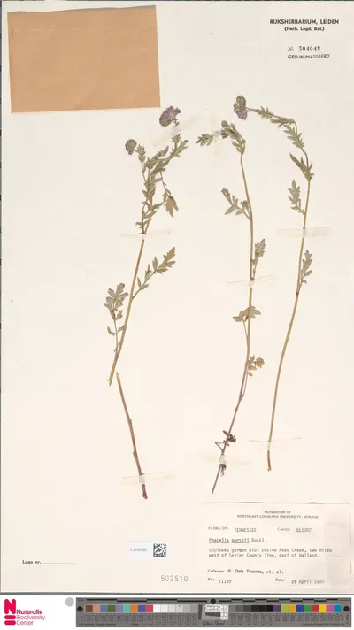 Phacelia_purshii_Buckley