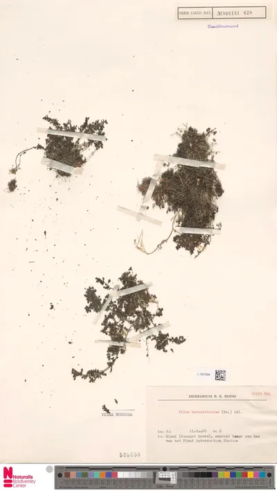 Pilea_muscosa_Lindl.