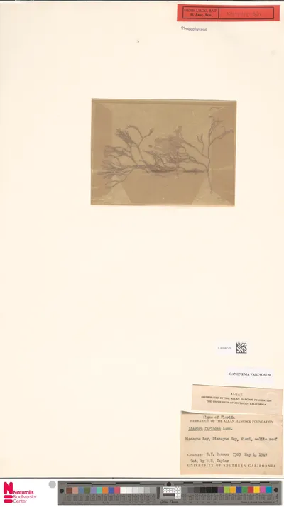 Ganonema_farinosum__J.V.Lamouroux__K.C.Fan___Yung_C.Wang