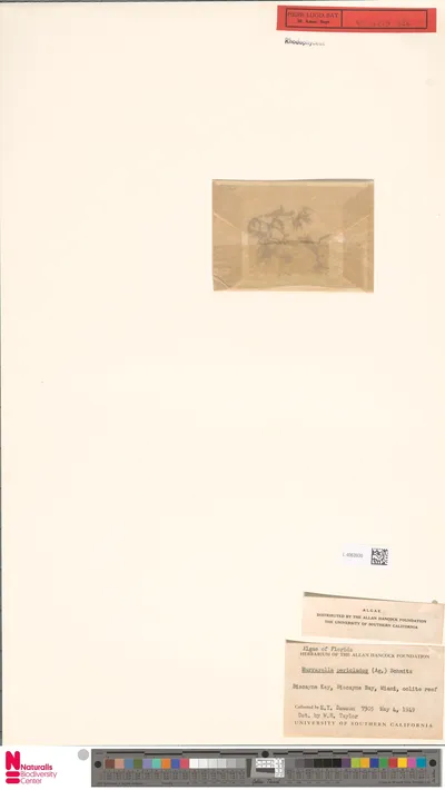 Murrayella_periclados__C.Agardh__F.Schmitz