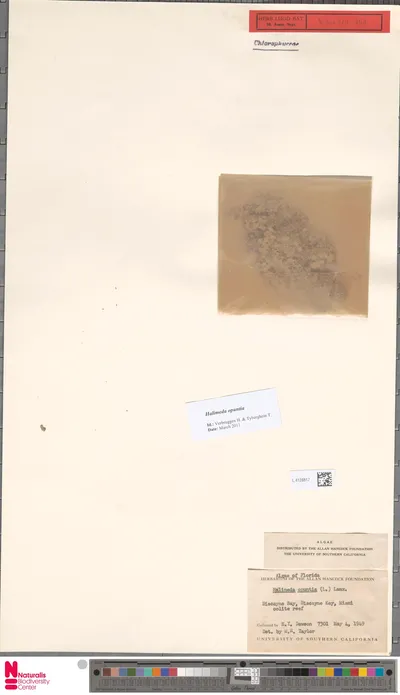 Halimeda_opuntia__L.__J.V.Lamouroux