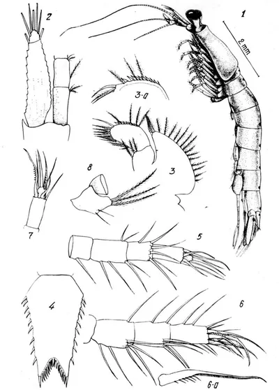 Taphromysis_bowmani__B_cescu__1961_