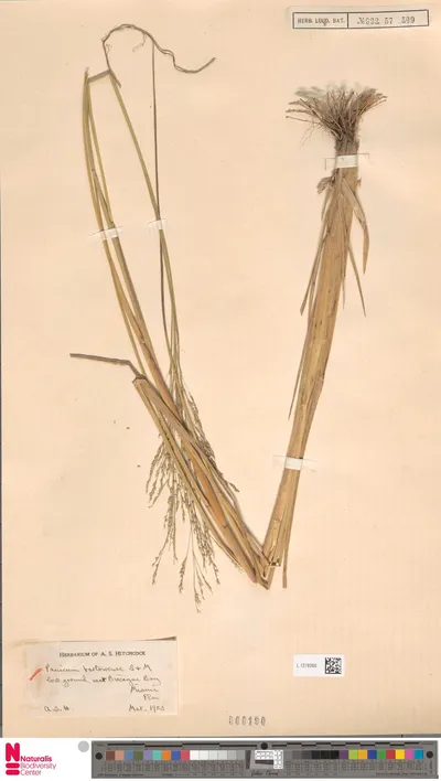 Panicum_bartowense_Scribn.___Merr.
