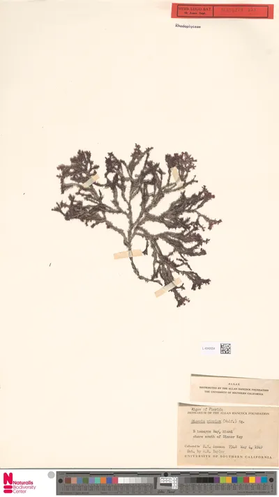 Digenea_simplex__Wulfen__C.Agardh