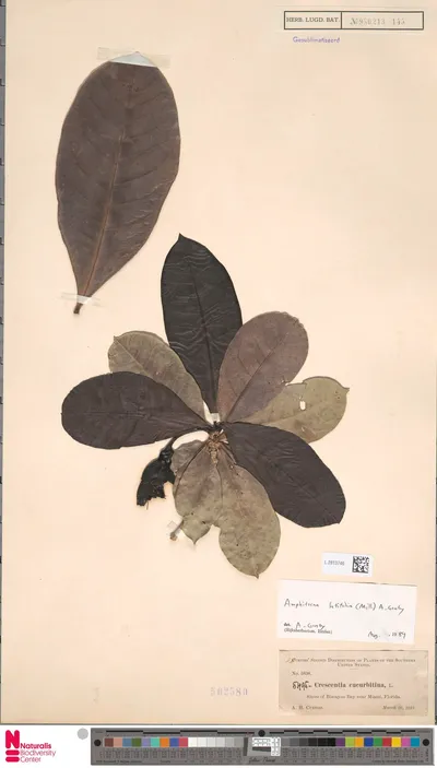 Amphitecna_latifolia__Mill.__A.H.Gentry