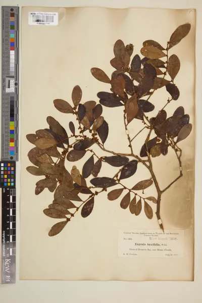 Eugenia_buxifolia_Lam.